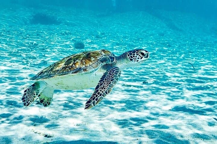 שנורקל עם צבים וחוף קנפה גרנדי: טיול יומי מספר 1 באי