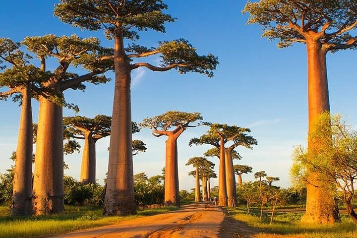מורונדבה: סיור יומי לשמורת היער קירינדי ושדרת הבואבב