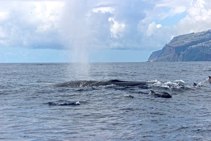 צפייה בלווייתנים ודולפינים בקאליטה, אי מדירה