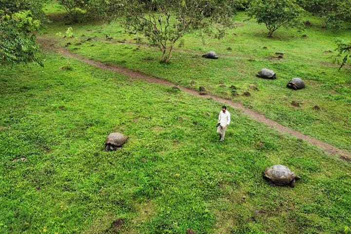 Meet a 150-Year-Old Giant Tortoise in the Galapagos Highlands
