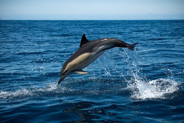 Observation DE dolphins and whales with marine biologist in Arrábida