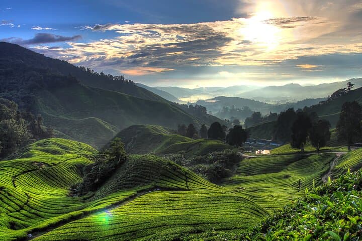 Private Cameron Highlands Day Trip from Ipoh City