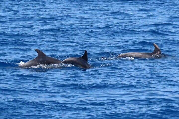 שייט יוקרתי של 3 איים עם 4 עצירות לשחייה עם קפטן מורגן