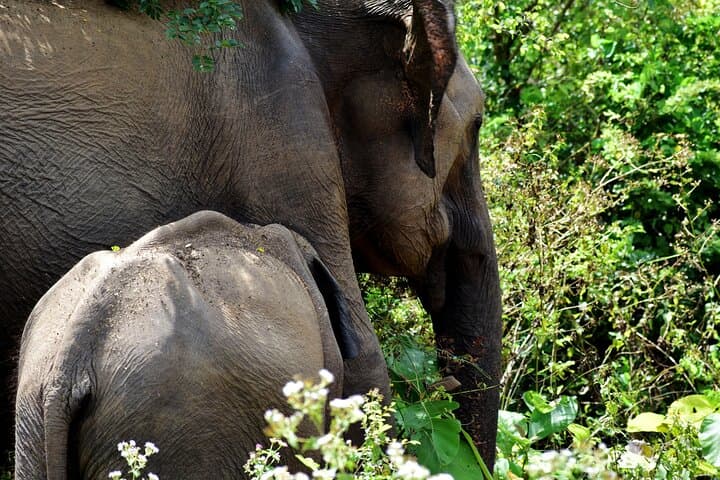 Udawalawe National Park — 4-Hour Private Jeep Safari (Pickup)