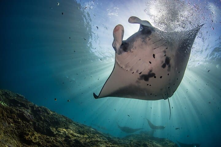 Lembongan Snorkeling at Manta Bay, Crystal Bay and Mangrove