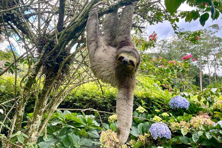 Explore Tijuca Rainforest Waterfalls, Caves & Epic Rio Views