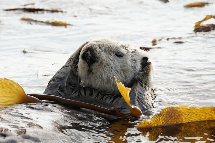 Sitka Premier Whale Watching and Wildlife Tour