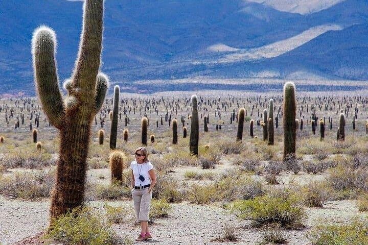 סיור לקאצ'י מסלטה