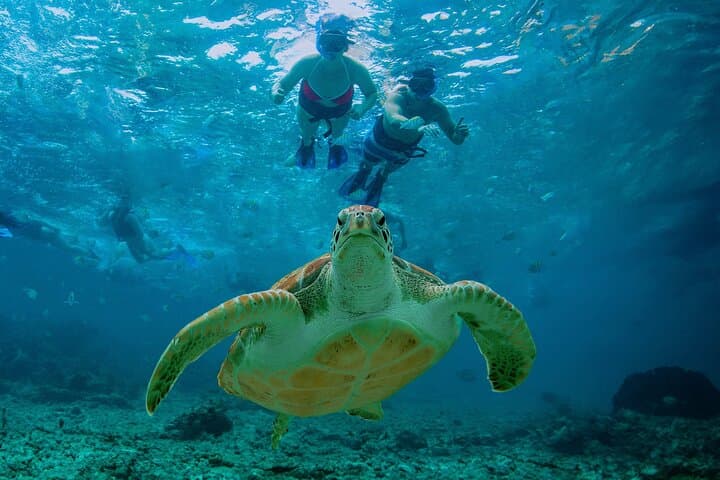 שחייה בצנוטה מוסתרת: דייג חופים, צבי ים וארוחת צהריים על החוף