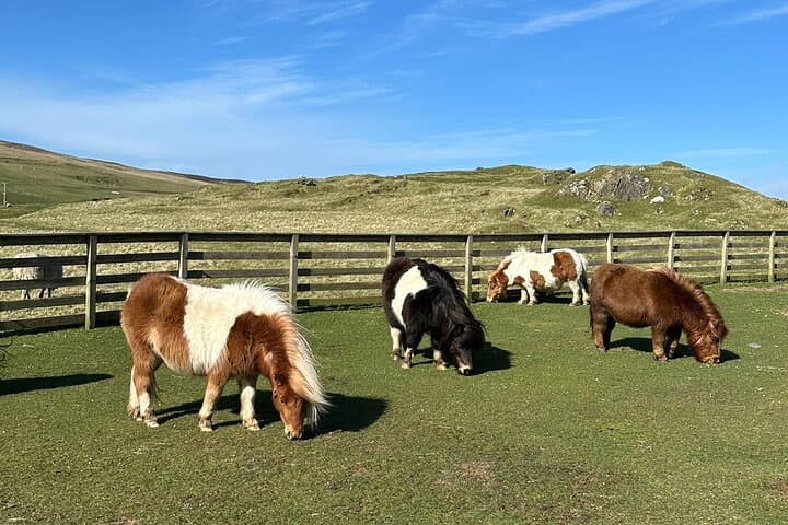 שירות שליחויות של פוני שטלנד