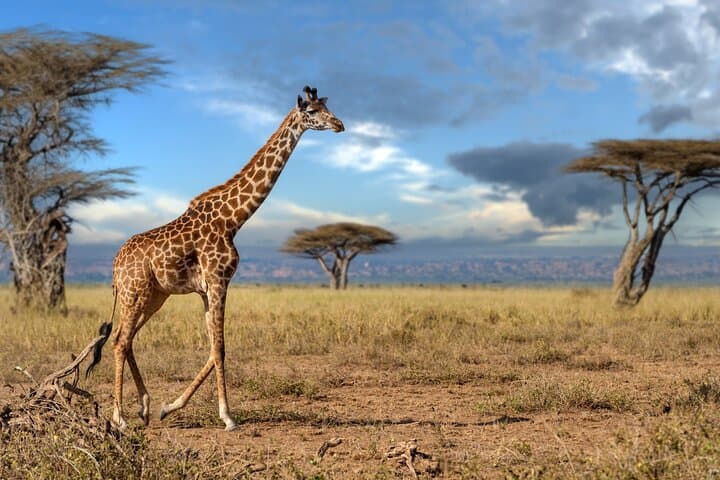 5 Days Mid-Range Group Safari 