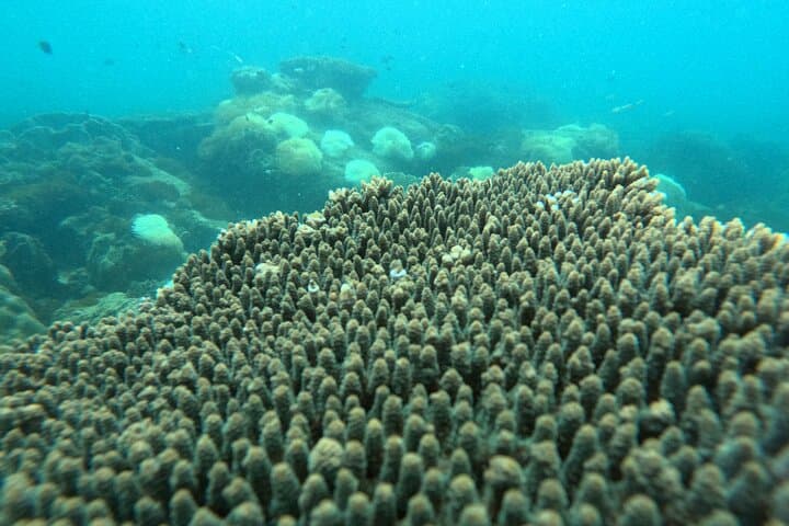 שנורקלינג באי עם קפיצת חבלים וארוחת צהריים