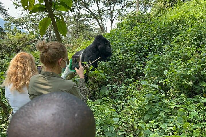 טיול של יום אחד למעקב אחרי גורילות, פארק בווינדי אימפנטרבל