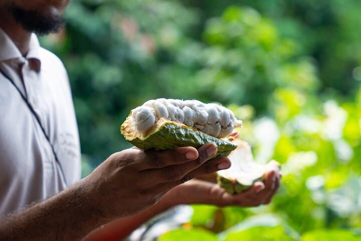 פרויקט עץ השוקולד סיור מהעץ עד לחטיף בבית המלון של שוקולד סיינט לוסיה