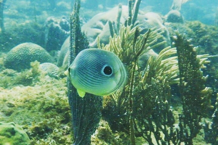 הרפתקת השנירקול ברינקון