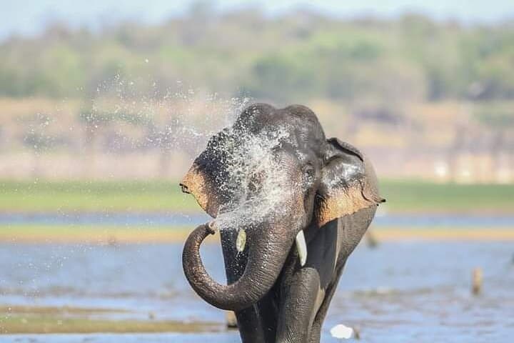 Minneriya National Park Safari [Morning / Evening] 