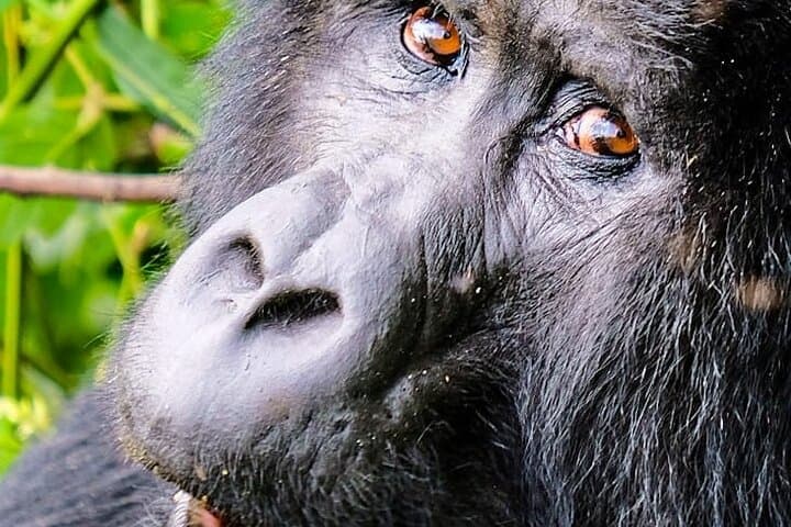 סיור מעקב אחרי גורילות ביום אחד באוגנדה