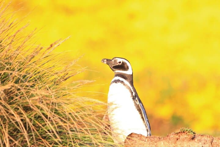 תנו לפינגווינים של חוף ברתה לגרום לכם לחייך