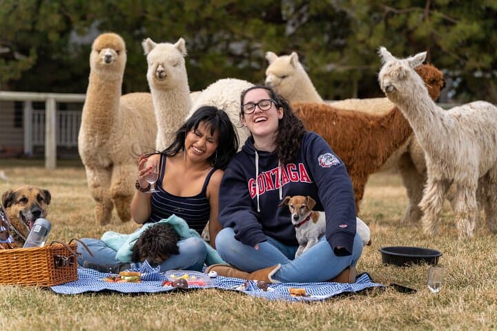 Alpaca Picnic Experience in Oregon