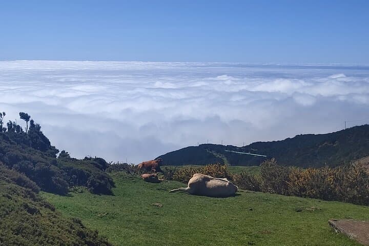 Majestic West Tour and Fanal Forest