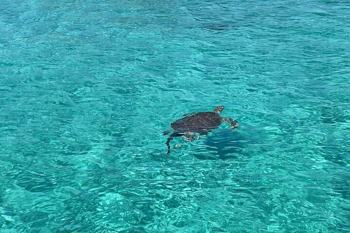 Nassau: Swimming Pigs And Snorkel With Turtles