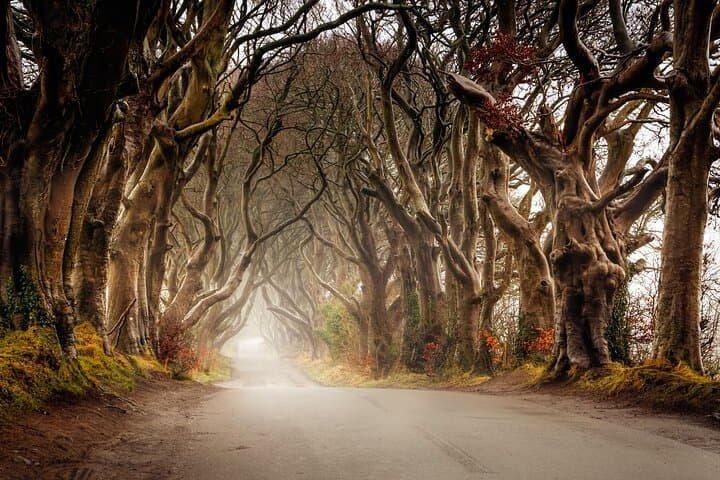 Giants Causeway & Castles Tour from Belfast: Guided tour