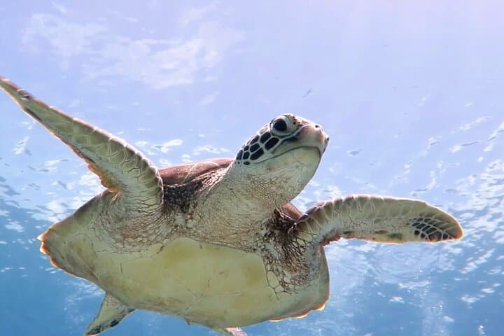קאס קיי - הרפתקת קיאק, הליכה ושנורקלינג.
