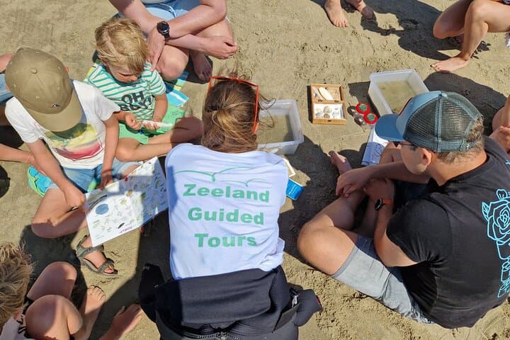 Zeeland seals Beach safari NL/DE