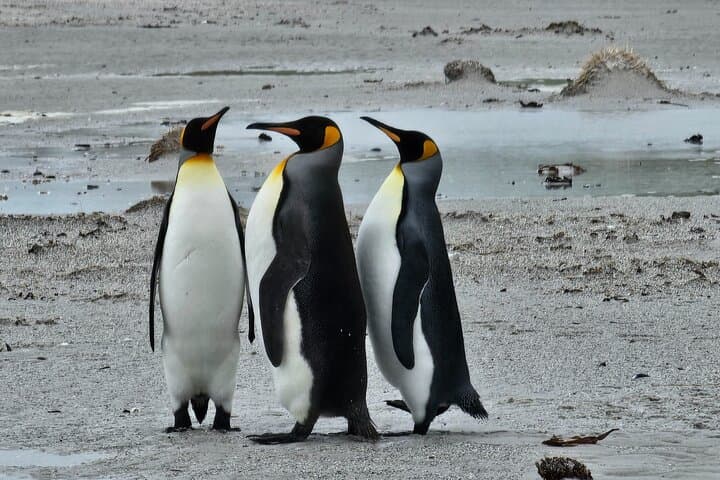  Falkland Penguin Tour Bertha Beach, Gypsy Cove Gentoos 