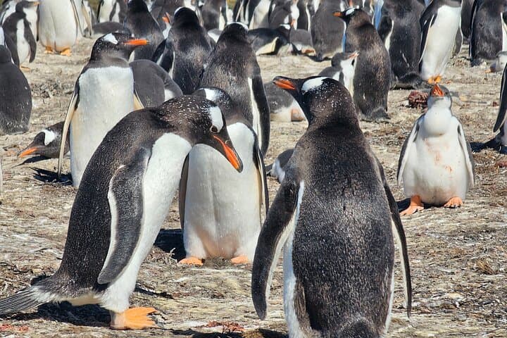 Falkland Islands Penguins Full Day Tour 