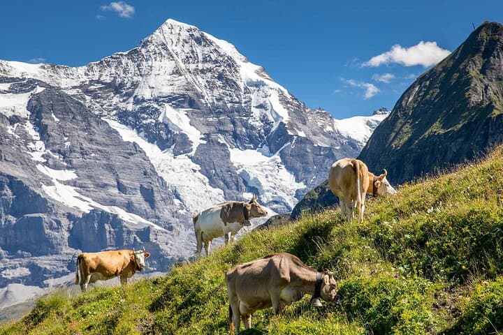 גבינה ושוקולד על פסגת הר