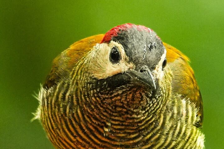 Mindo Birdwatching Experience