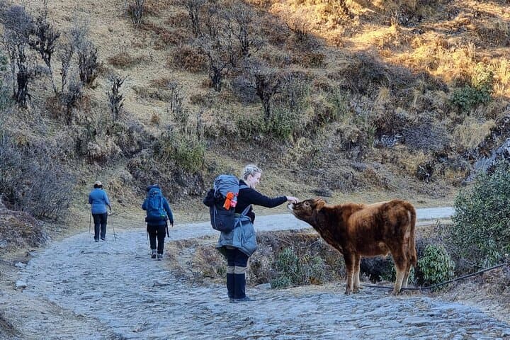 Mystic Darjeeling to Tonglu Day Trek