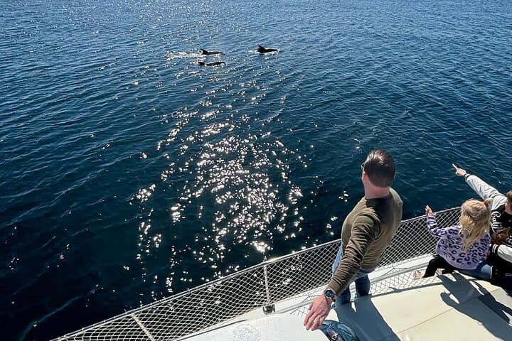 2-Hour Excursion in Search of Dolphins/ Includes Drink and Snacks