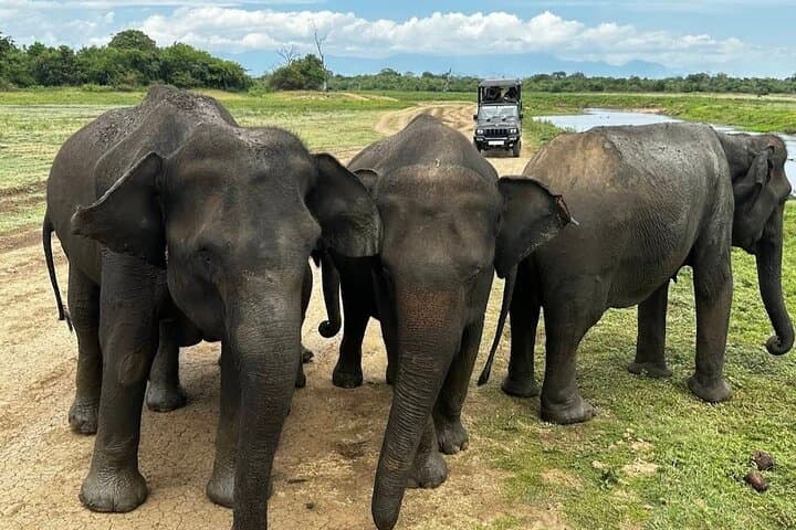 Udawalawe Elephant Safari – Private Wildlife Jeep Experience