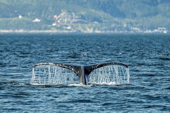 Québec City: Whale Watching Tour with Bus Transportation
