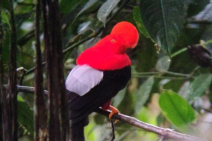 Half Day Birdwatching with Andean cock and sanctuary of waterfall