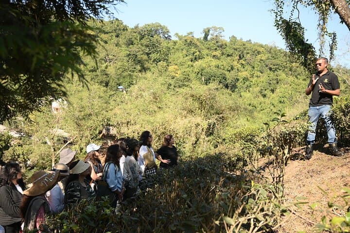 Amchong Tea Estate + Factory Visit (with Hi-tea only)