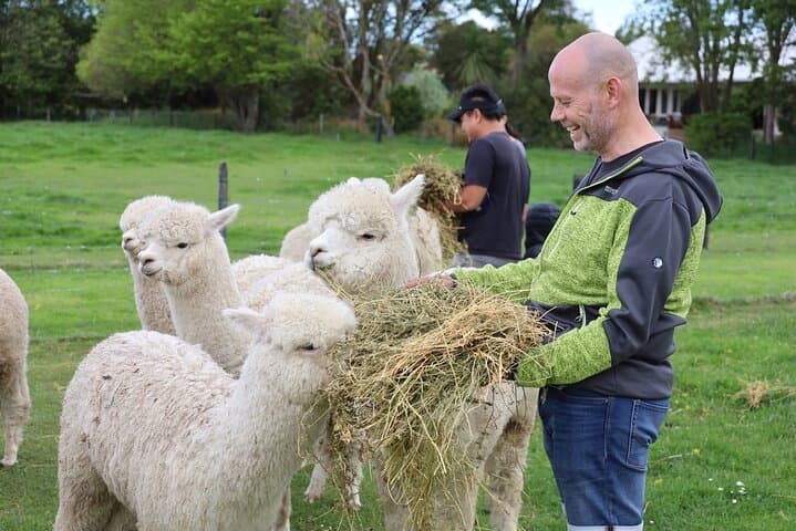 Christchurch Alpaca Farm Tour From Kaiapoi