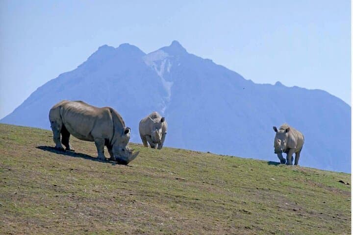 Beppu’s Best: Kyushu African Safari & Beppu Highlights