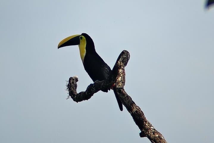 The 100 - Species Challenge: Ultimate Mindo Birding Adventure.