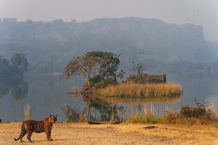 Ranthambore Private Jeep Safari