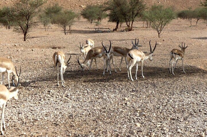 Sunset Edge of The World & Gazelle Reserve 4x4 Adventure: Riyadh
