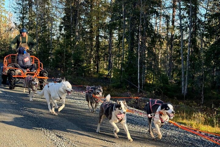 Dogcart - husky experience Sälen