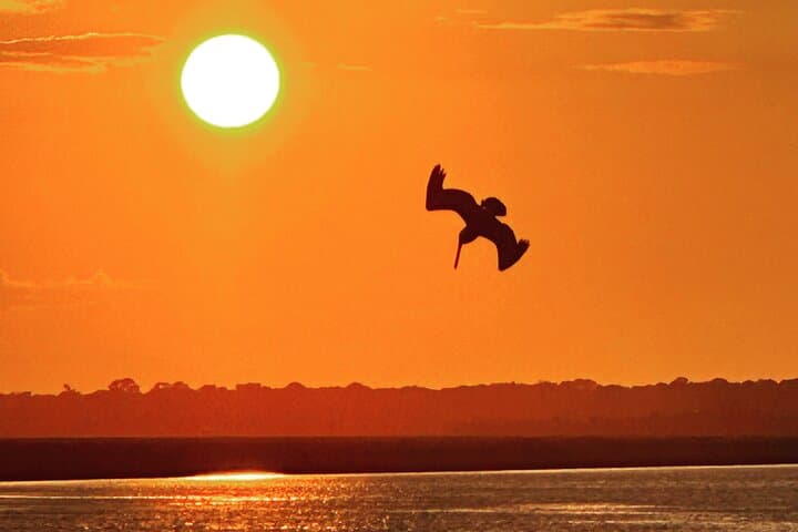 Private Sunset Dolphin Cruise (to 12 guests)