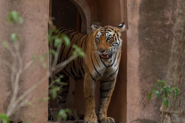 סיור ג'יפ פרטי ברנתמבור