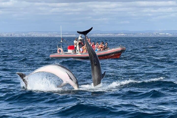 אלבופיירה: סיור דולפינים ומערות