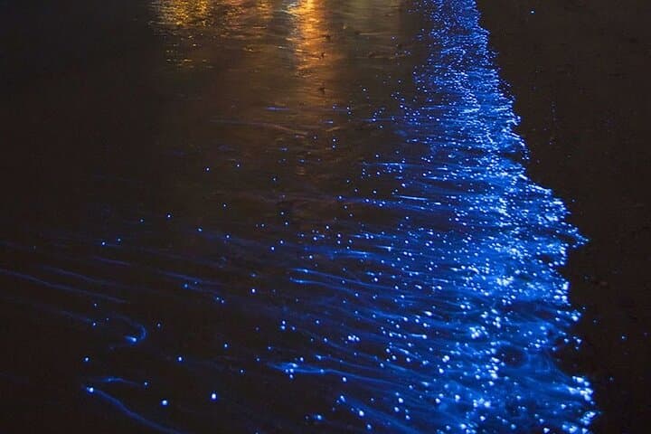 CLEAR BOTTOM KAYAKS Tour in Bioluminescent, Mosquito Bay