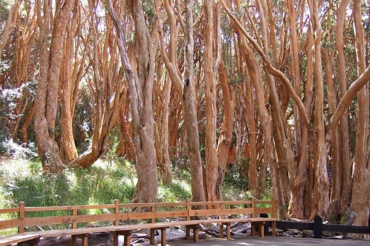 ברילוצ'ה: טיול boat לאי ויקטוריה וליער האריאן