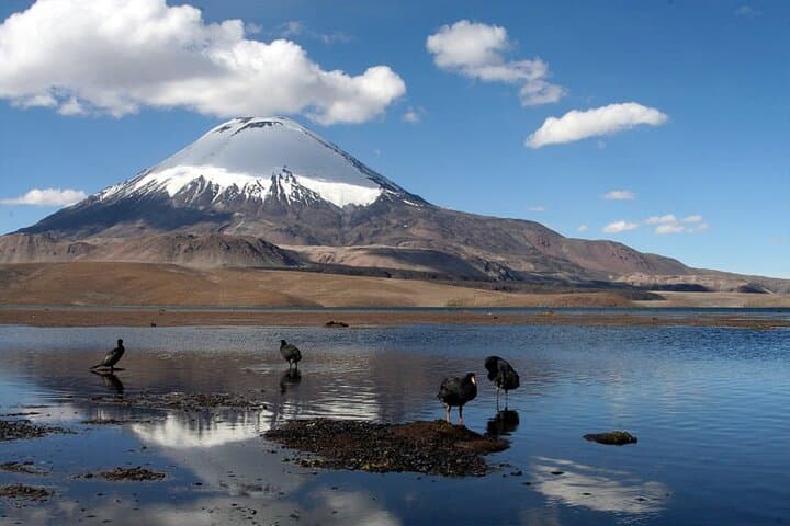 Chungará Lake & Lauca Park Tour from Arica with Lunch